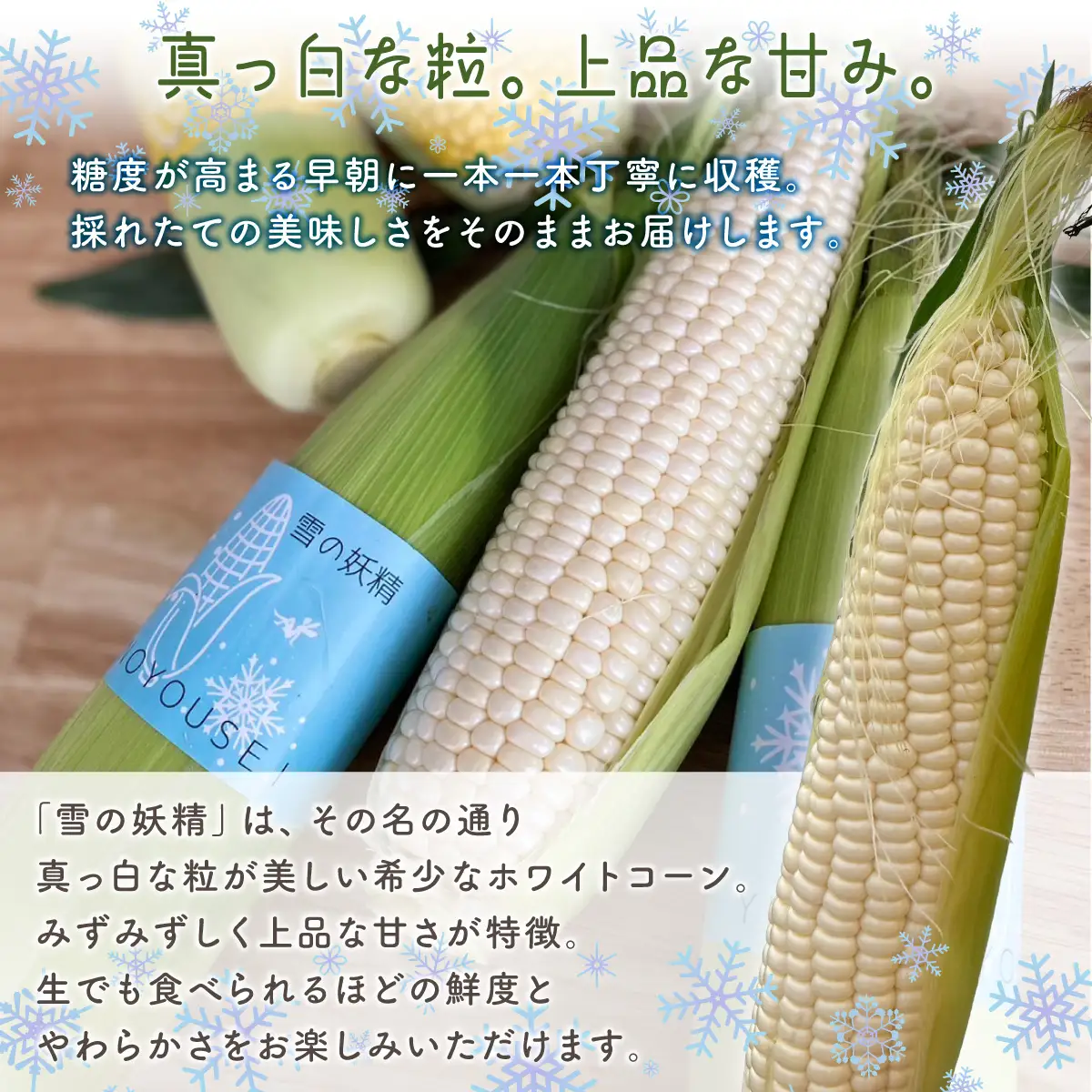 【先行予約】とうもろこし 雪の妖精（2026年8月上旬頃より順次発送） ABCA002