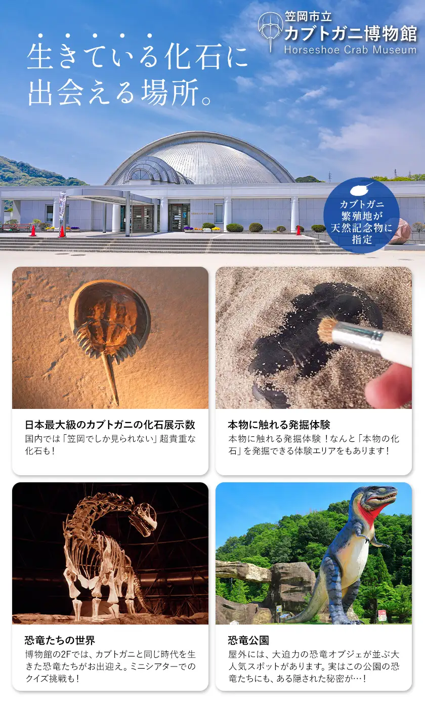 カブトガニに挟まれるツアー 記念品Tシャツ付き 5名 カブトガニ博物館