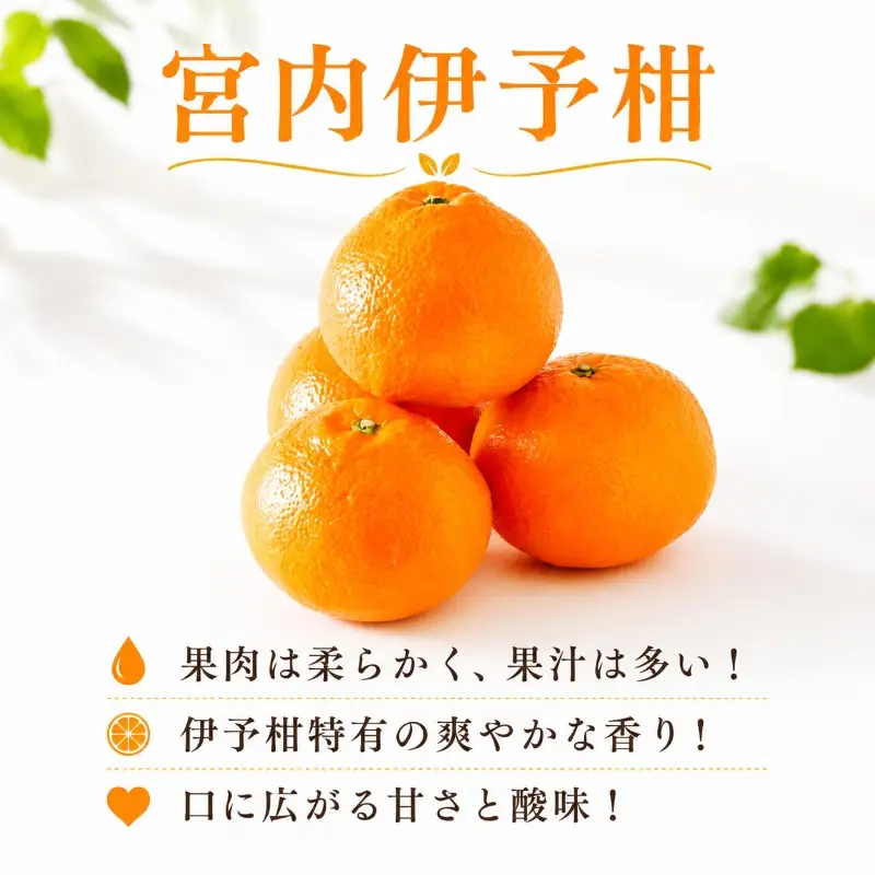 【2027年2月上旬より発送】伊予柑 約9.0kg 家庭用 愛媛県産 みかん | いよかん ミカン フルーツ 果物 くだもの 農家直送 愛媛県 松山市産 【YBN004】