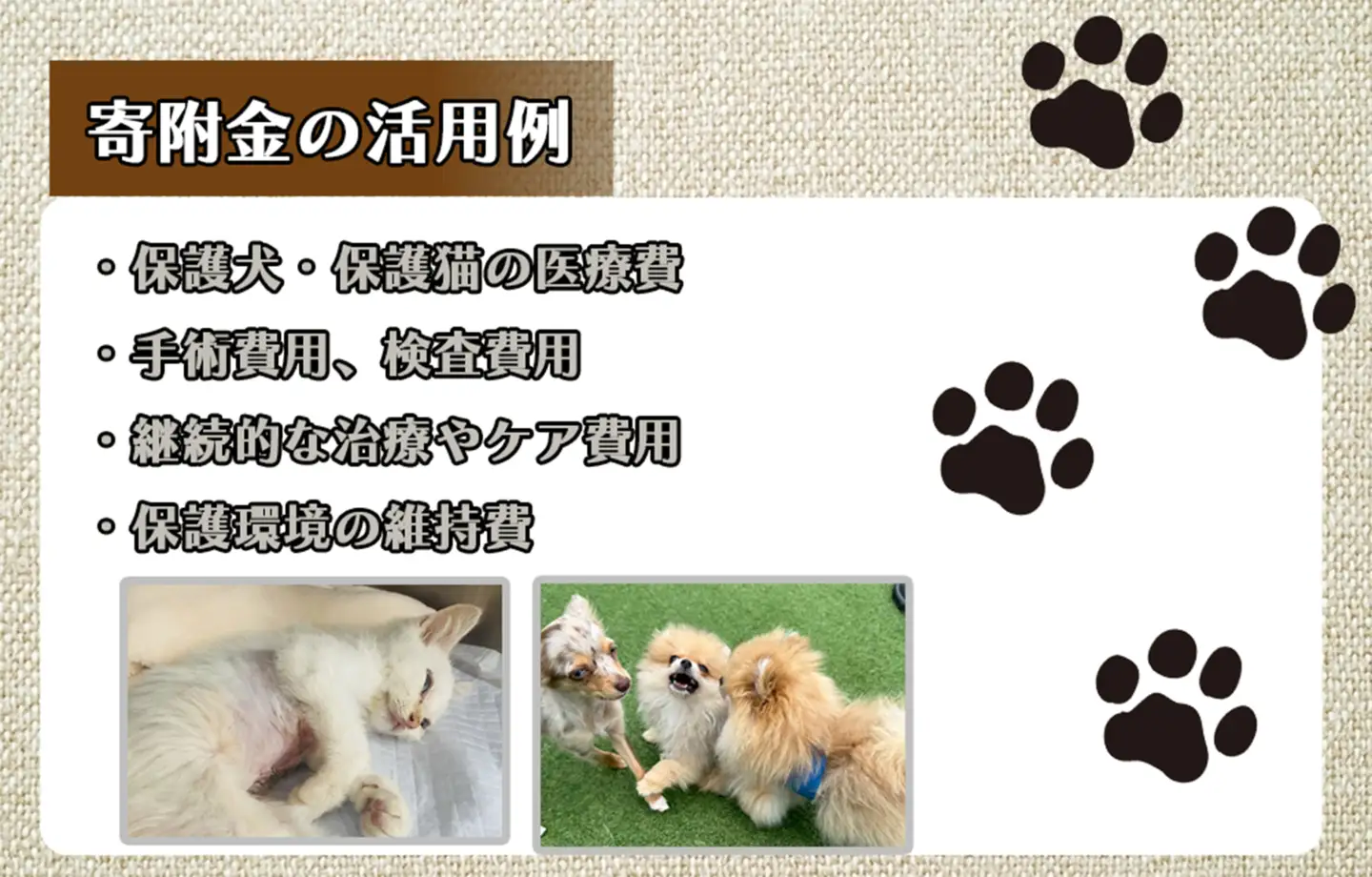 DQ-005_保護犬・保護猫支援！　20,000円コース（返礼品無し）