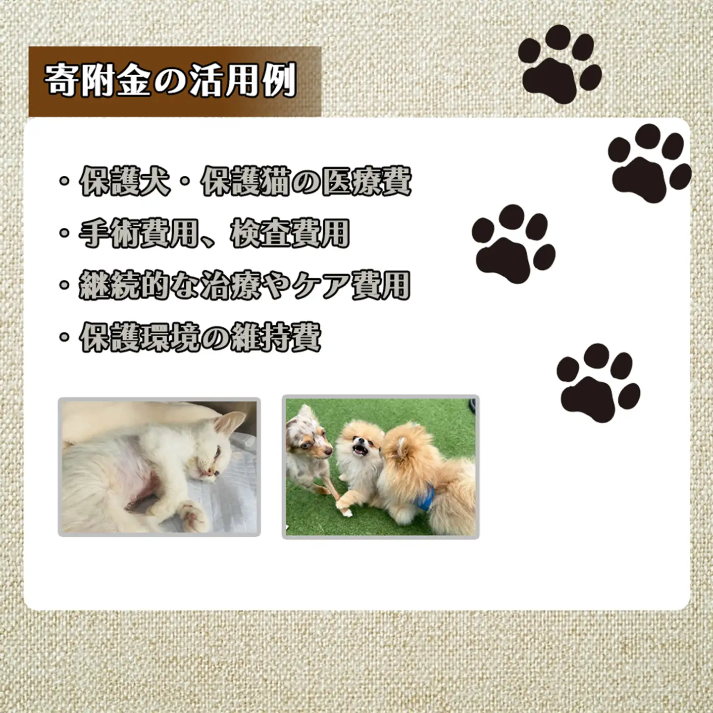 DQ-007_保護犬・保護猫支援！　100,000円コース（返礼品無し）