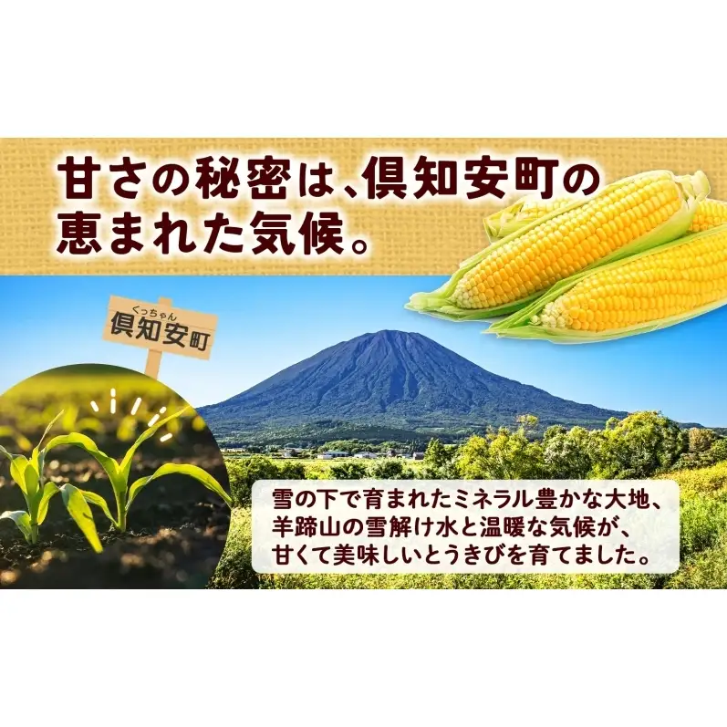 朝もぎ イエロー とうもろこし 恵味 2Lサイズ 26本 約10kg 大きめ 夏野菜 とうきび 旬 新鮮 野菜 トウモロコシ 甘い ギフト 産地直送 コーン 産直 グリーンアースファーム 送料無料 北海道 倶知安町