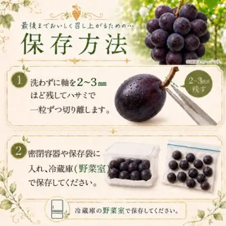 訳あり 巨峰 約2.5kg【2026年発送】茨城県産フルーツ 人気のぶどう【配送不可地域：離島・沖縄県】【1751123】