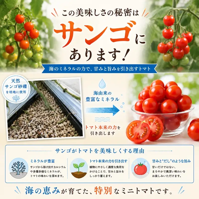 先行予約 ミニトマト 訳あり 3kg ミニトマト