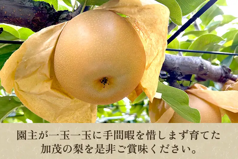 【2026年先行予約】いずみ果樹園の和梨 あきづき 約3kg（5～9玉） 《9月中旬～順次出荷》 なし ナシ 日本梨 フルーツ 果物 加茂市 いずみ果樹園