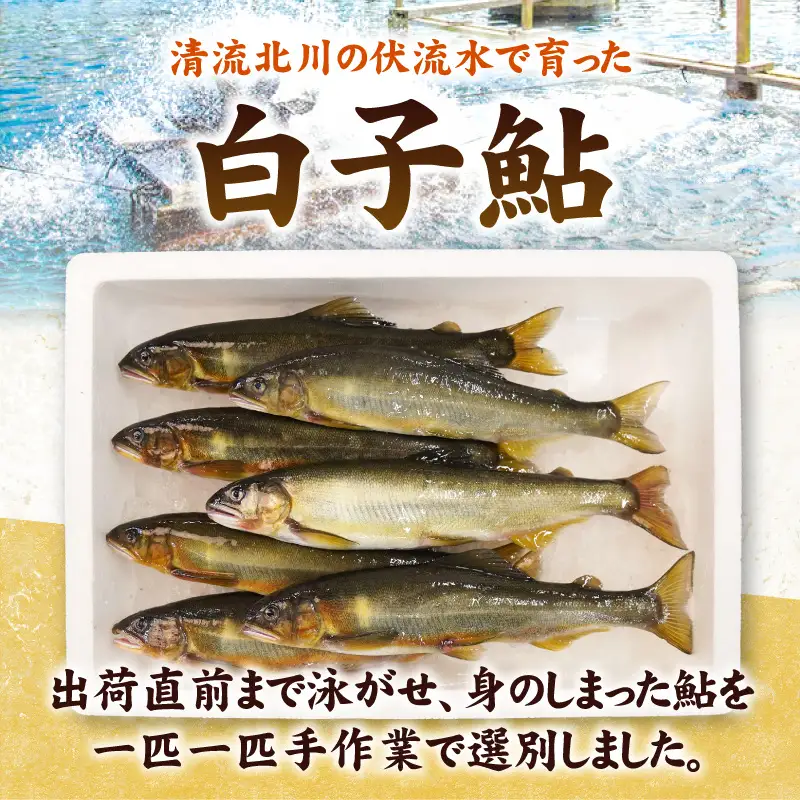 【先行予約】2026年10月下旬より発送開始【冷蔵】白子鮎約3kg N070-YC426-1