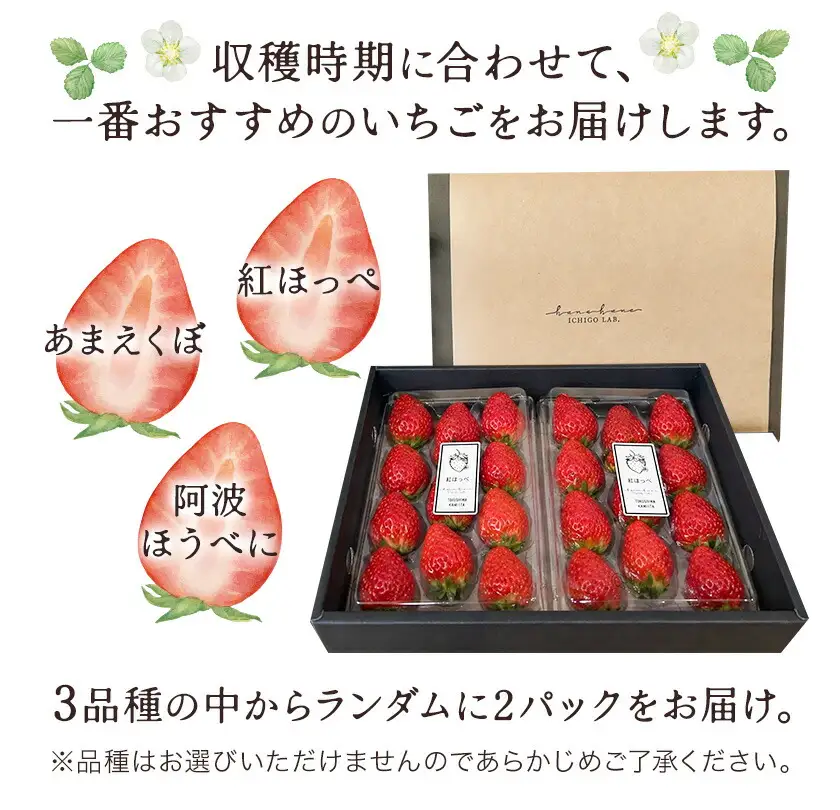 いちご 苺 贈答 ギフト ボックス 2パック 約500g 