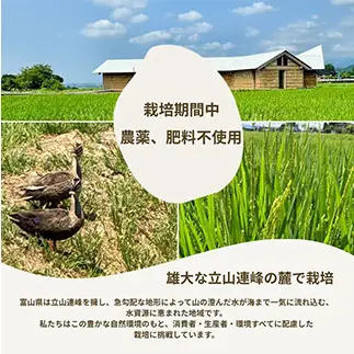 【令和7年産】玄米 ヘルジアンウッド米 30kg 富山県産コシヒカリ 玄米 国産 米 お米 日本米 ギフト 贈り物 食品 F6T-1022