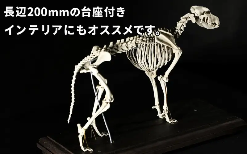 全身 骨格 レプリカ イヌ 縮小 / 標本 コレクション プラモデル 動物 犬 フィギュア インテリア 模型 動物 博物館 頭蓋骨 ミニチュア 3D プリント【anf949-shk-inu】