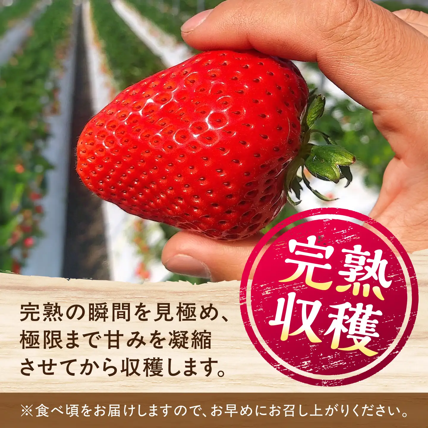 【先行予約】【2027年1月下旬発送開始】りんたろういちご 24個(500g程度) / 苺 ストロベリー フルーツ 果物 くだもの 青果【有限会社 高司農園】[AYDO002]