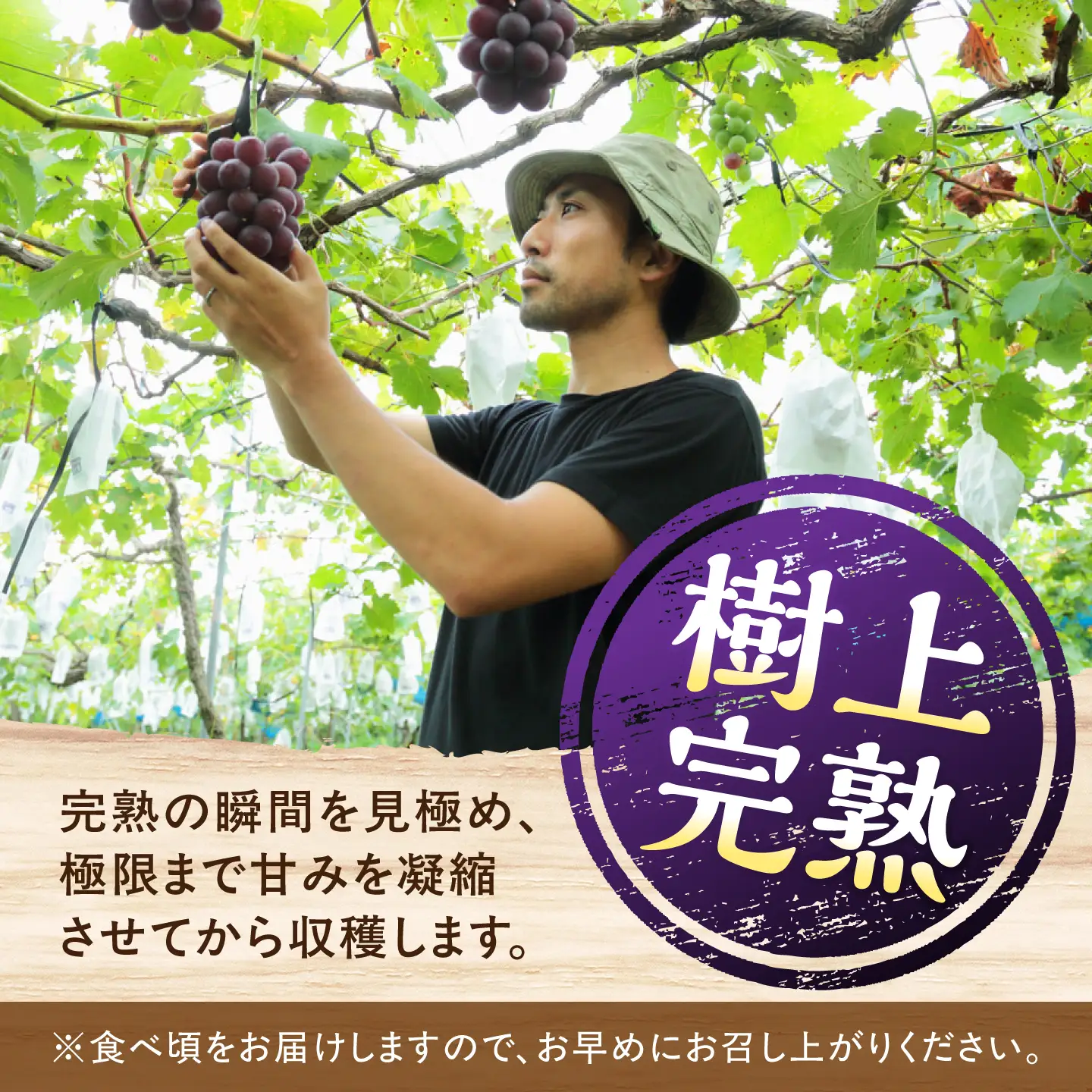【先行予約】【2026年8月下旬発送開始】熊本県産 種なしピオーネ 約4kg / ぶどう ブドウ フルーツ 果物 くだもの 青果【有限会社 高司農園】[AYDP003]