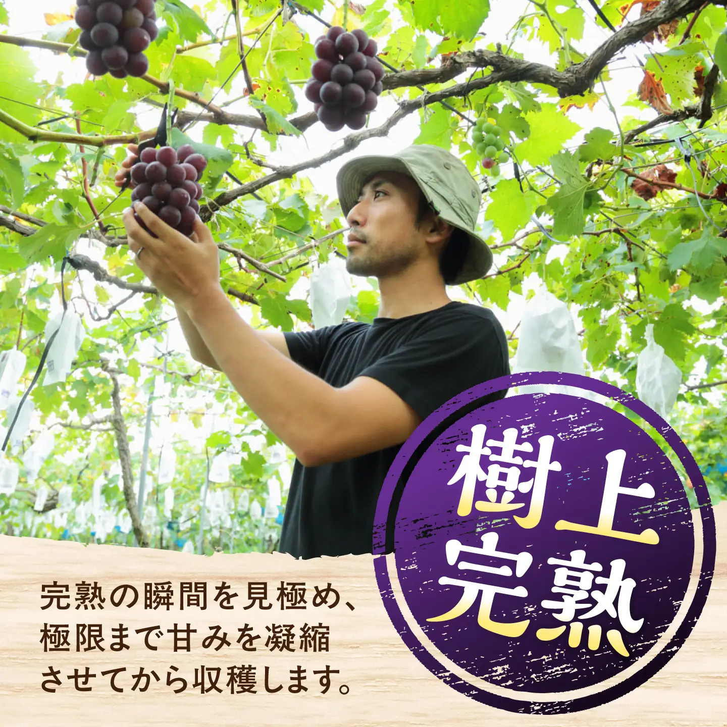 【先行予約】【2026年8月下旬発送開始】熊本県産 種なしピオーネ＆シャインマスカット 各1kg 計約2kg 食べ比べ セット / ぶどう ブドウ フルーツ 果物 くだもの 青果【有限会社 高司農園】[AYDP004]