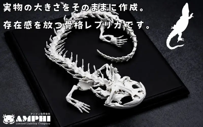 全身 骨格 レプリカ ヘルベンダー 原寸大 / 標本 コレクション プラモデル 実物大 動物標本 骨格 オオサンショウウオ フィギュア インテリア 模型 動物 両生類 爬虫類 博物館 頭蓋骨 ミニチュア オブジェ 3D プリント【anf949-gns-hel】