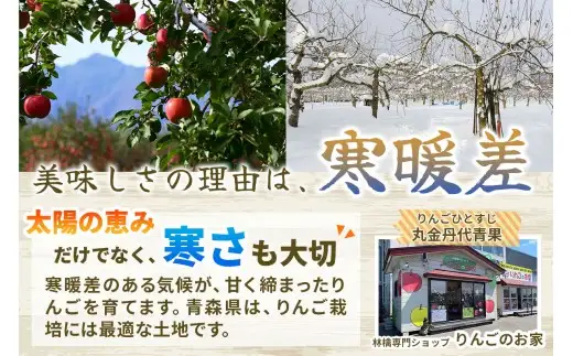 [訳あり] [定期便／12月中旬頃＆2月中旬頃の計2回発送]  りんご サンふじ 3kg (9玉から12玉入り／計2回・合計6kg)  見た目にわけあり 味はそのまま [1014]