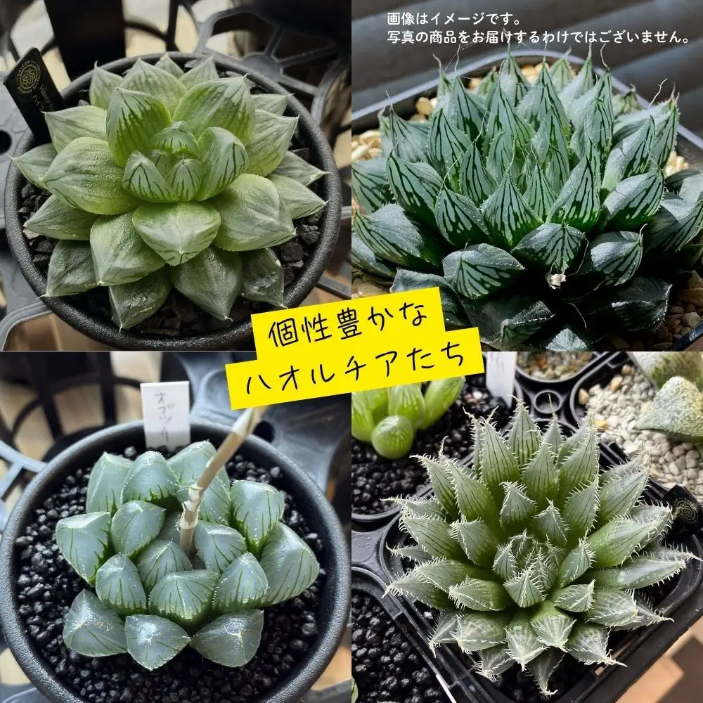 特選美種：多肉植物 ハオルチア 実生オリジナル苗 おまかせ1種【埼玉県 春日部市 観葉 インテリア グリーン 室内栽培 育成 希少品 コレクション 趣味 愛好家 お取り寄せ】（DM001）