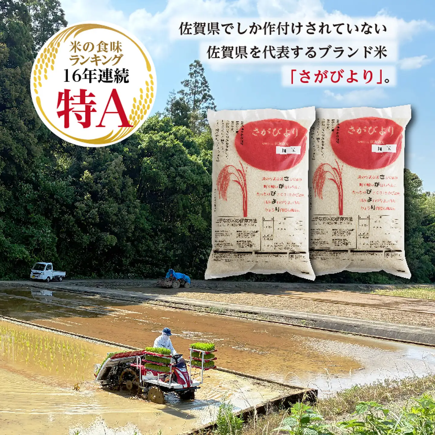 【新米予約】令和8年産 はがくれ農園のさがびより 精米 10kg（5kg×2袋）米 お米 _c-152