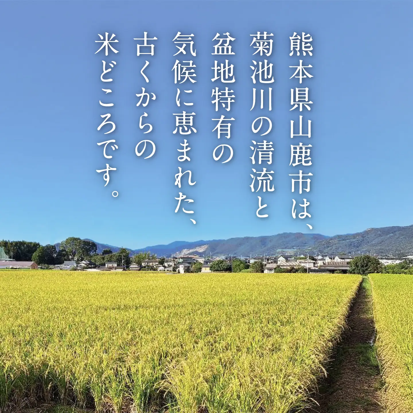 【山鹿市産米使用】 山鹿市産 ヒノヒカリ 白米 レトルト パックご飯 山鹿の舞 150g×12個 【株式会社 岩下農園】[ZFS012]