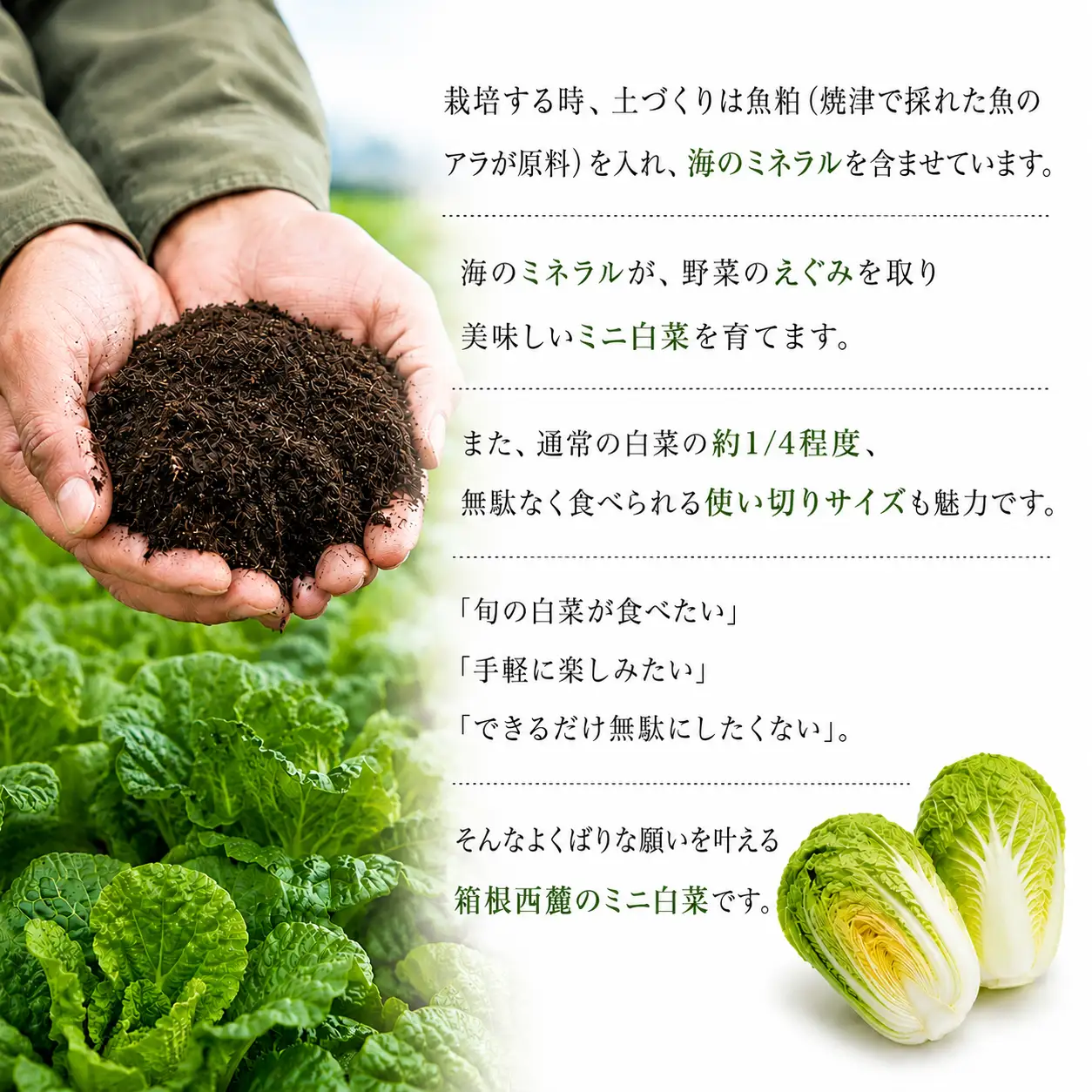 ミニ 白菜 5～8玉 はくさい ハクサイ 鍋 甘い おいしい オススメ サラダ 野菜 のうみんず 静岡県 三島市 【先行予約2026年11月上旬より順次発送】 