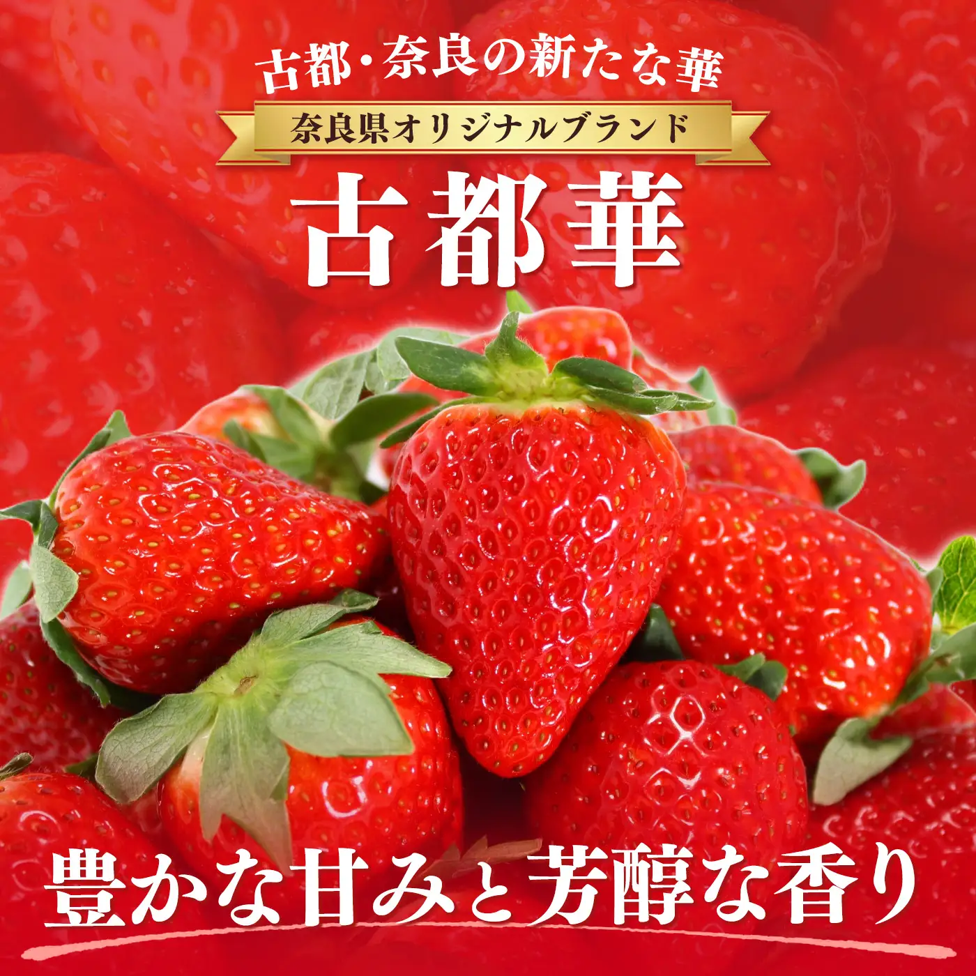 AO01 朝採りの新鮮な古都華M～L500ｇ以上 いちごいちえ | 果物 くだもの フルーツ 苺 イチゴ いちご ストロベリー 古都華 ことか 希少 濃厚コク 芳醇 果肉 しっとり 旬の品種 奈良県 平群町