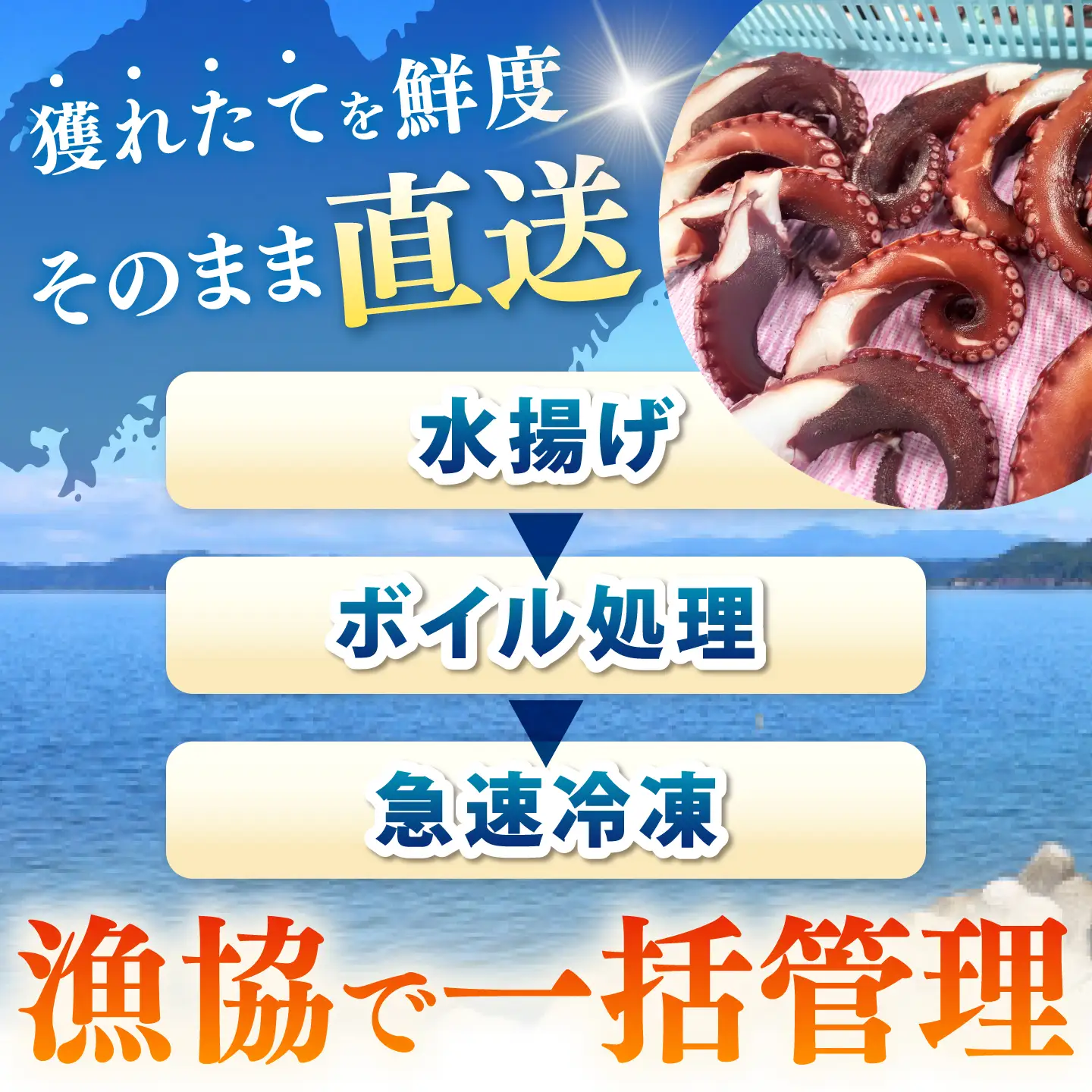 【肉厚、極上の旨味】冷凍ボイルタコ 約800g / タコ たこ 蛸 ボイル ボイルタコ 冷凍 冷凍タコ 丸蛸 丸ごと 産地直送 / 諫早市 / 橘湾中央漁業協同組合[AHDP006]