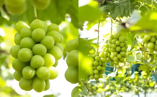 【 ご家庭用 】 岡山県産 摘み落としぶどう 農家セレクト 2種 詰め合わせ 約1kg ブドウ フルーツ 果物 くだもの 果実 おやつ デザート スイーツ 詰合せ 詰め合わせ セット 【 2026年8月下旬～10月下旬迄発送予定 】