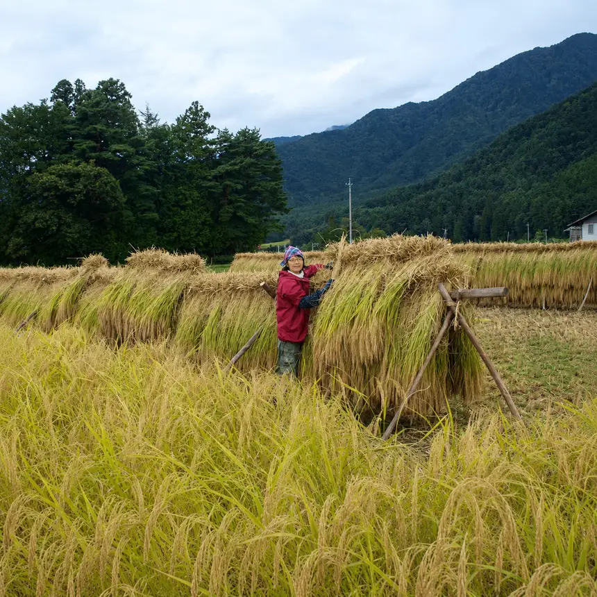幻のお米 朝日 あさひ 玄米 10kg 自然栽培 天日干し | お結び自然農縁