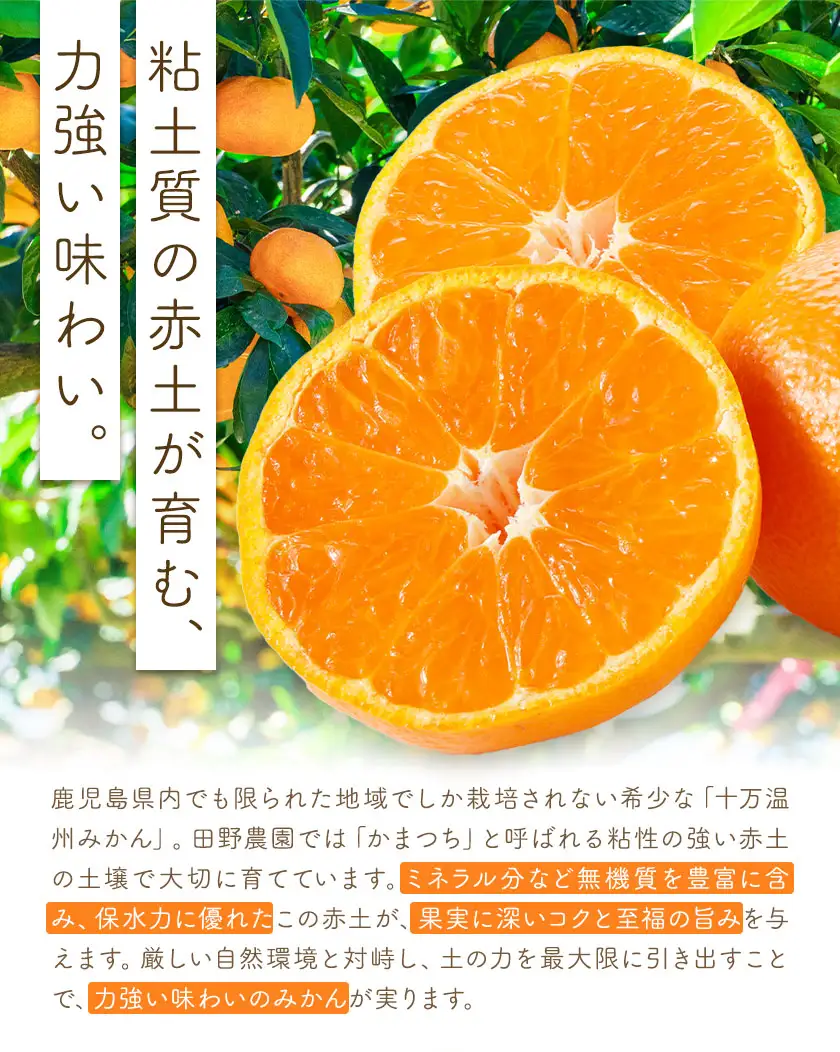 十万温州みかん L/LL混合 5kg 田野農園《12月中旬-3月中旬頃出荷》鹿児島県 さつま町