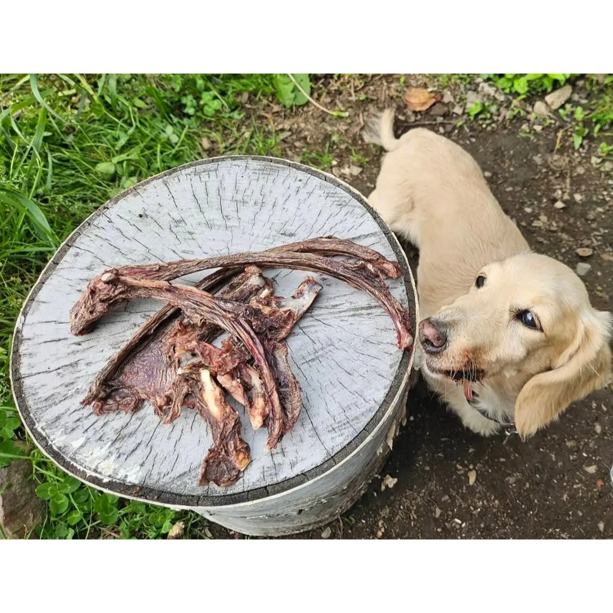 山からの直送便～ 【添加物不使用】 信州ジビエ ジャーキー(犬用) 食べ比べセット