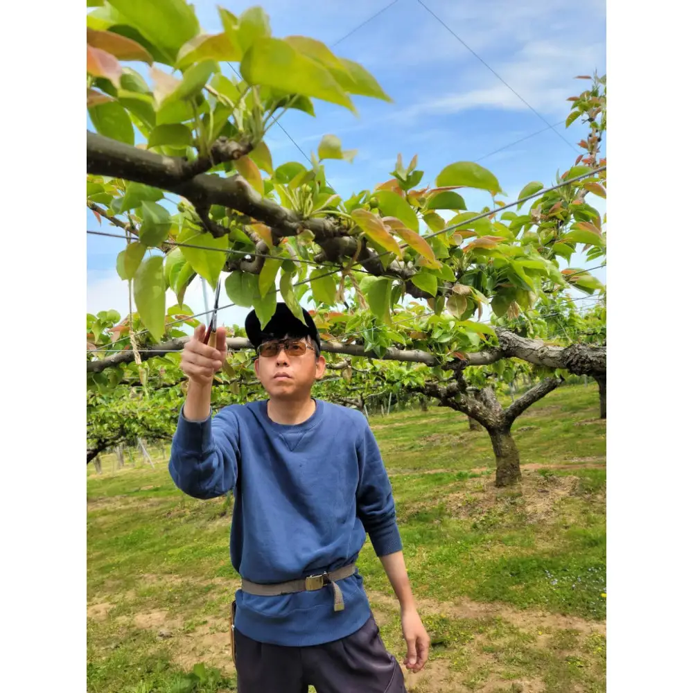 【先行予約】岸田秀果園 王秋 (ギフト用)5kg