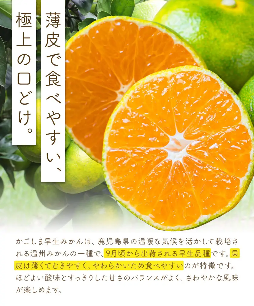 かごしま早生みかん M 5kg 田野農園《10月中旬-1月中旬頃出荷》鹿児島県 さつま町
