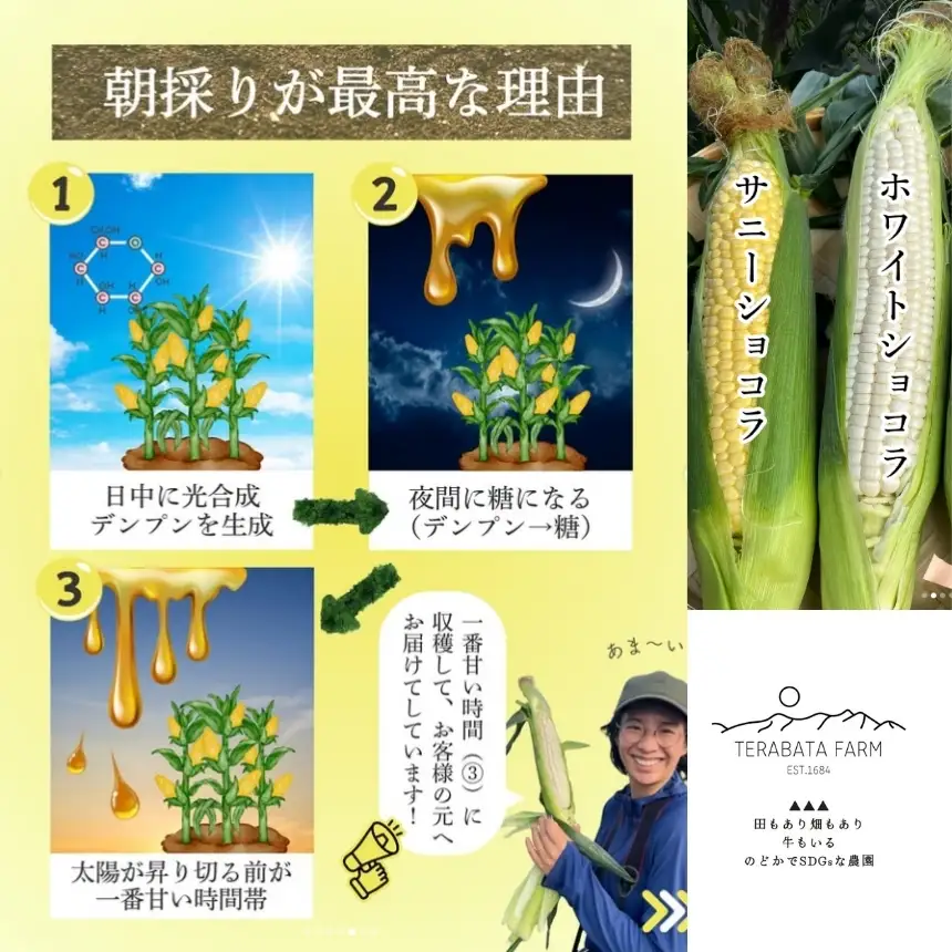 とうもろこし サニーショコラ 6本 | 寺畑農園