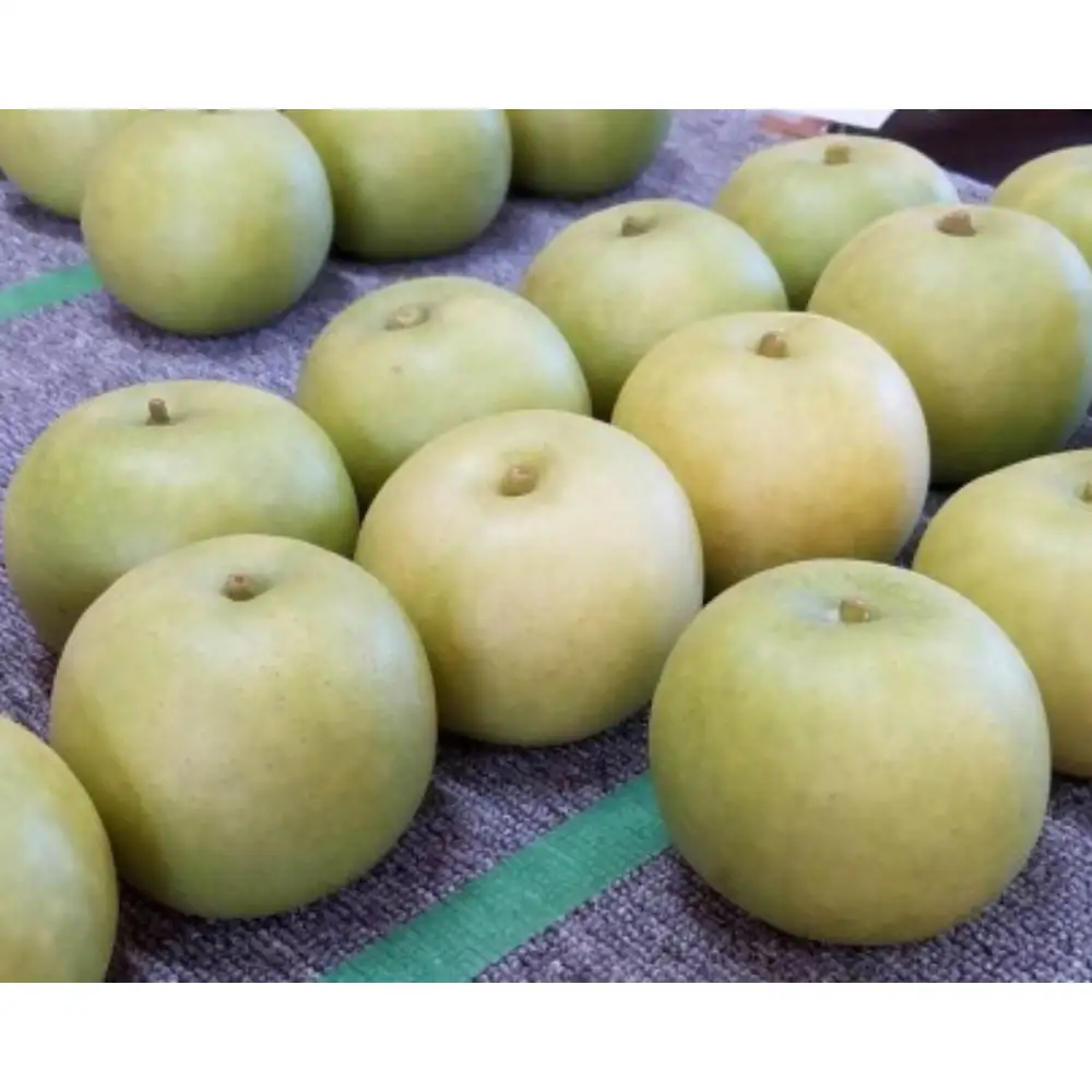 二十世紀梨【進物】3kg（岸田秀果園） 鳥取 梨 果物 フルーツ 和梨 二十世紀梨 20世紀梨 人気 甘い 進物 贈答用