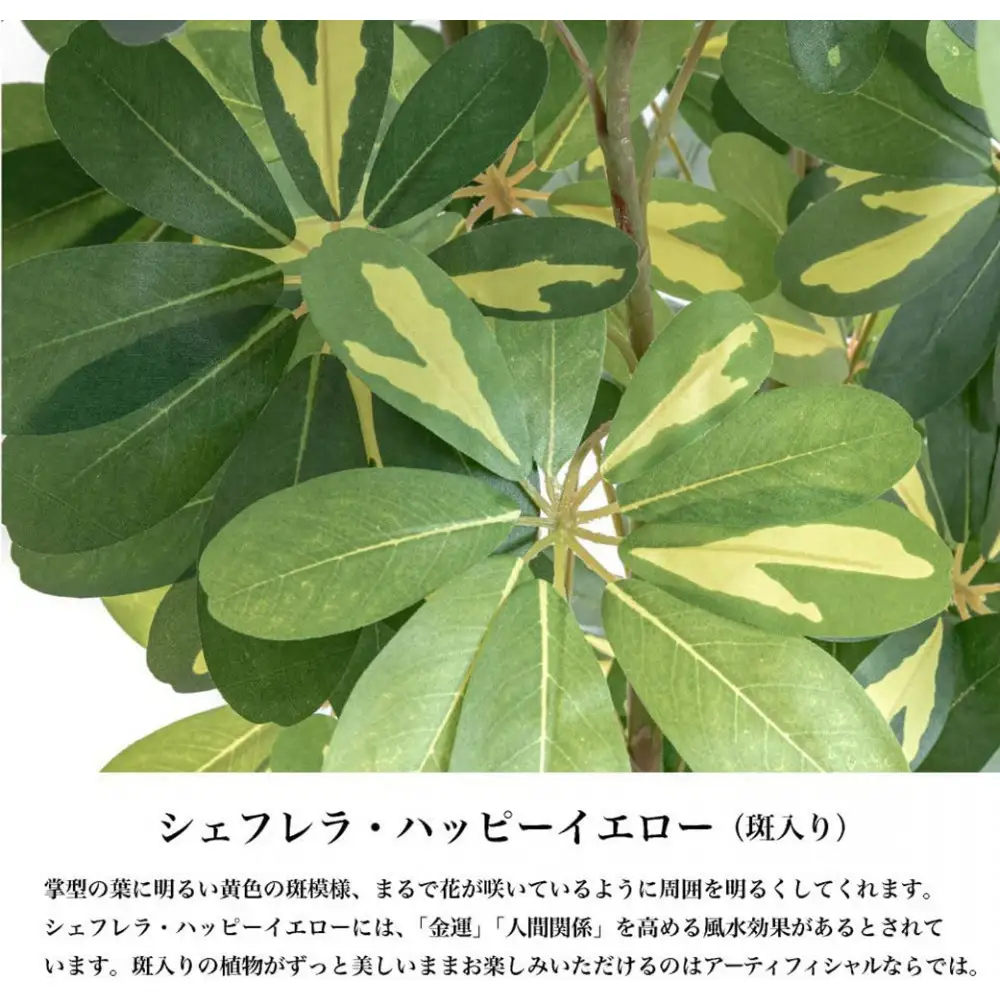 人工観葉植物 カポック斑入り 140cm 樹脂鉢Lサイズ白 SC触媒加工済