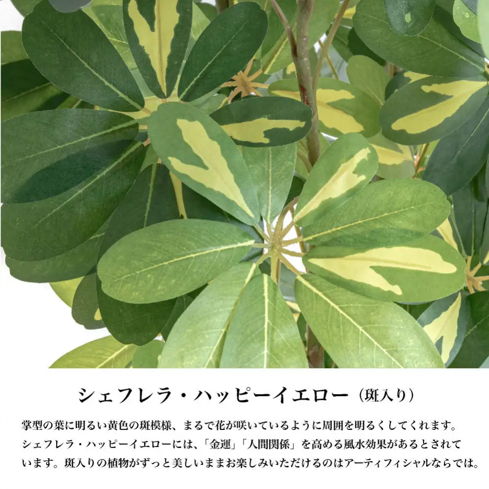 人工観葉植物 カポック斑入り 185cm 樹脂鉢Lサイズ白 SC触媒加工済