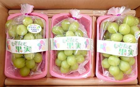 《先行予約》シャインマスカット 約1.2kg (約600g×2房) シャインマスカット マスカット ぶどう ブドウ 葡萄 フルーツ くだもの デザート 先行予約 予約 F4D-0075