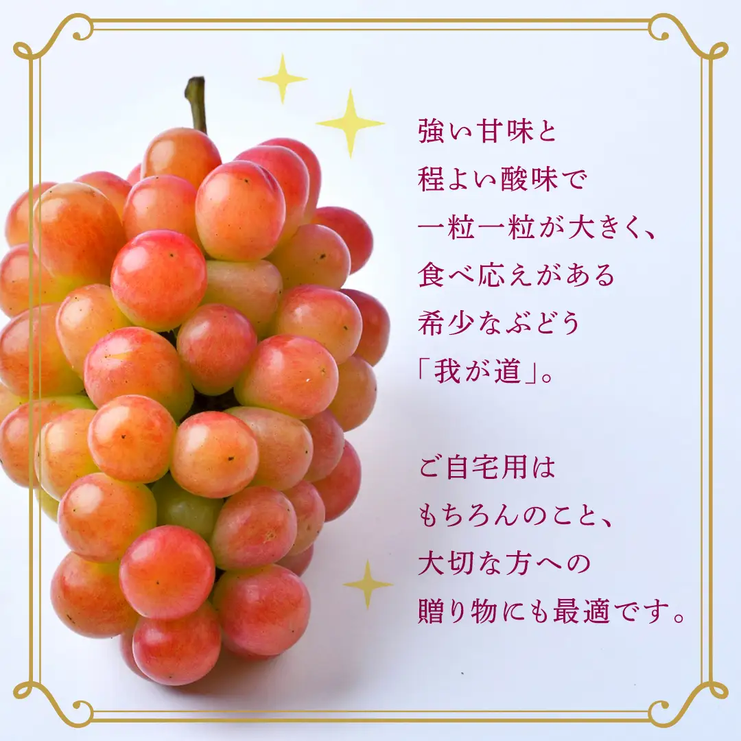 我が道 約2kg （約4房）【2026年8月より発送開始】（茨城県共通返礼品 [ぶどう]：結城市産）