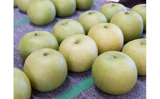 二十世紀梨【進物】5kg（岸田秀果園） 鳥取 梨 果物 フルーツ 和梨 二十世紀梨 20世紀梨 人気 甘い 進物 贈答用
