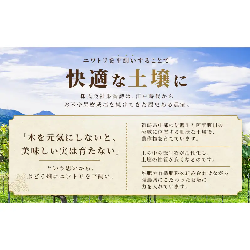【先行受付】 新潟県産シャインマスカット 2房