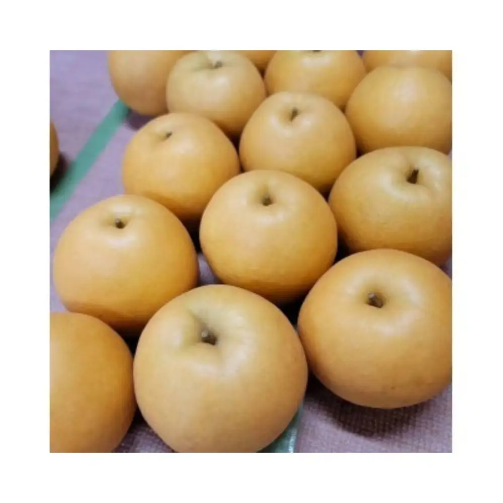 新興梨【進物】3kg（岸田秀果園） 鳥取 梨 なし ナシ 果物 フルーツ 和梨 新興梨 しんこうなし 人気 進物 贈答用