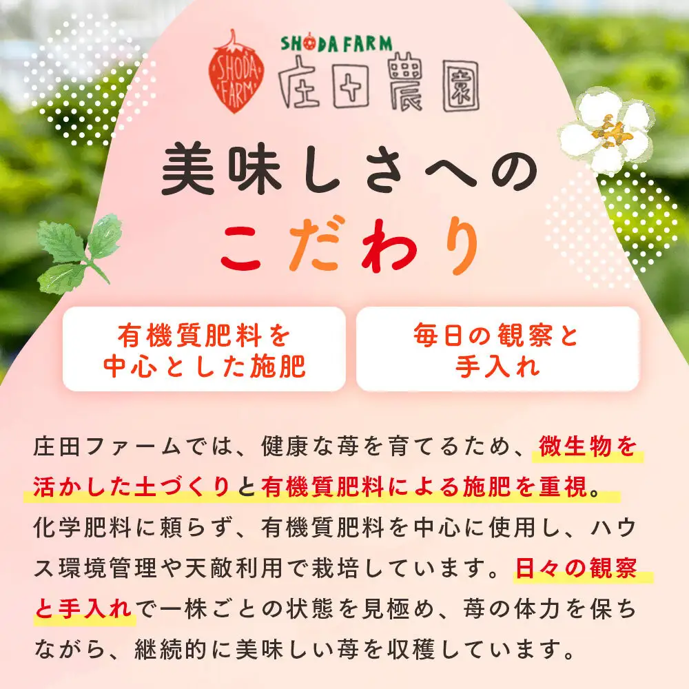 北海道様似町産 すずあかね 300g×2セット いちご いちご