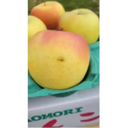 【訳あり】青森県産りんご「家庭用ぐんま名月家庭用」約5kg　産地直送!【配送不可地域：離島】【1751603】