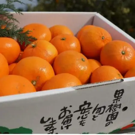 「濃厚柑橘」せとかの姉妹品種「麗紅(れいこう)」 約5kg(サイズ不選別)【2027年2月以降発送】【配送不可地域：離島・北海道・沖縄県】【1752418】