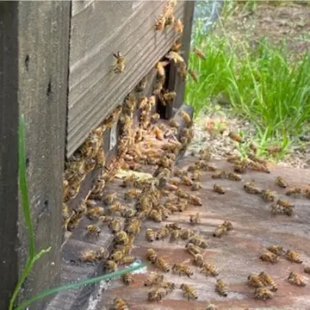 菊常養蜂園 季節のおすすめはちみつ おまかせセレクト6個入【1743150】