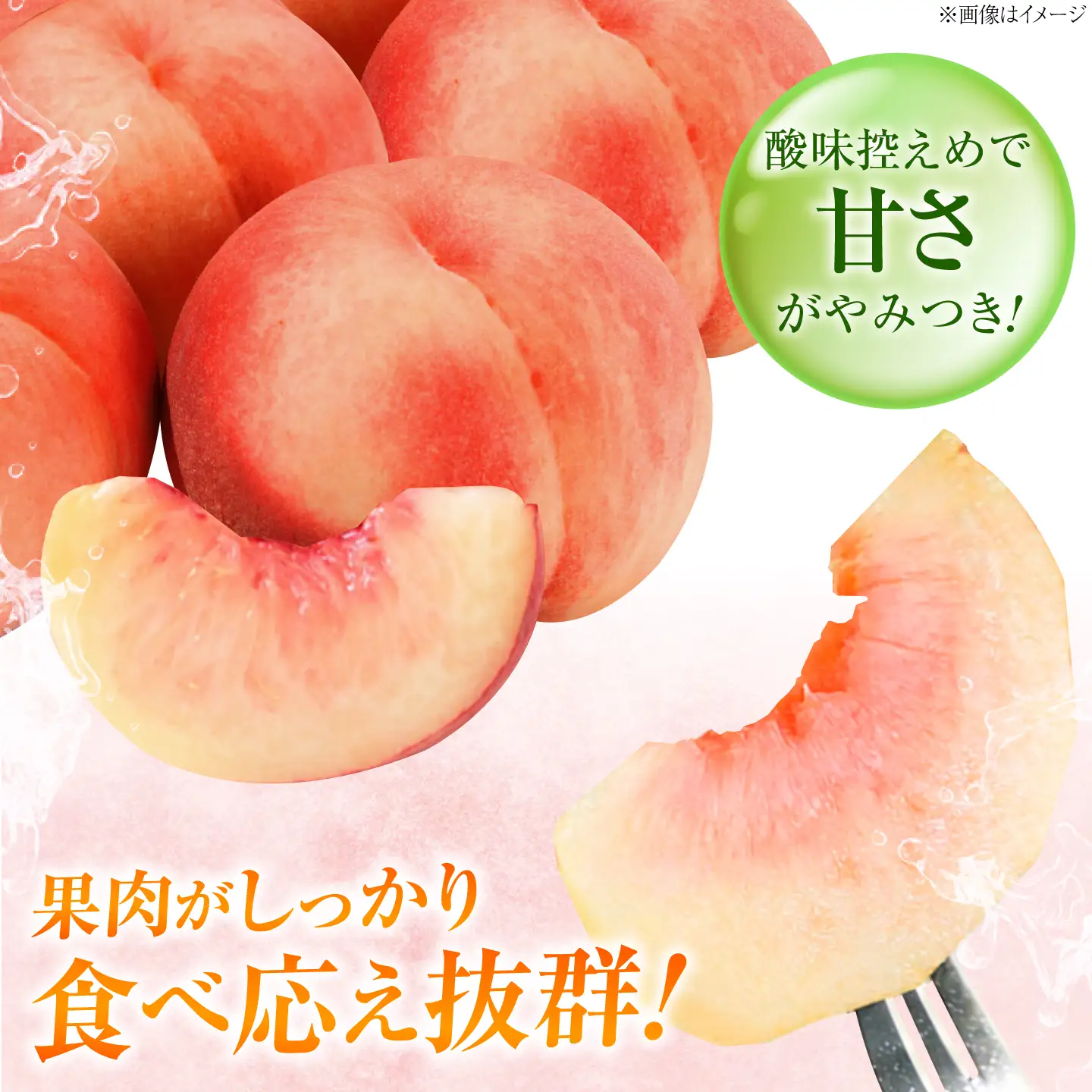【先行予約】川中島白桃 6〜8玉入り 2026年8月〜発送 BKAD117 桃