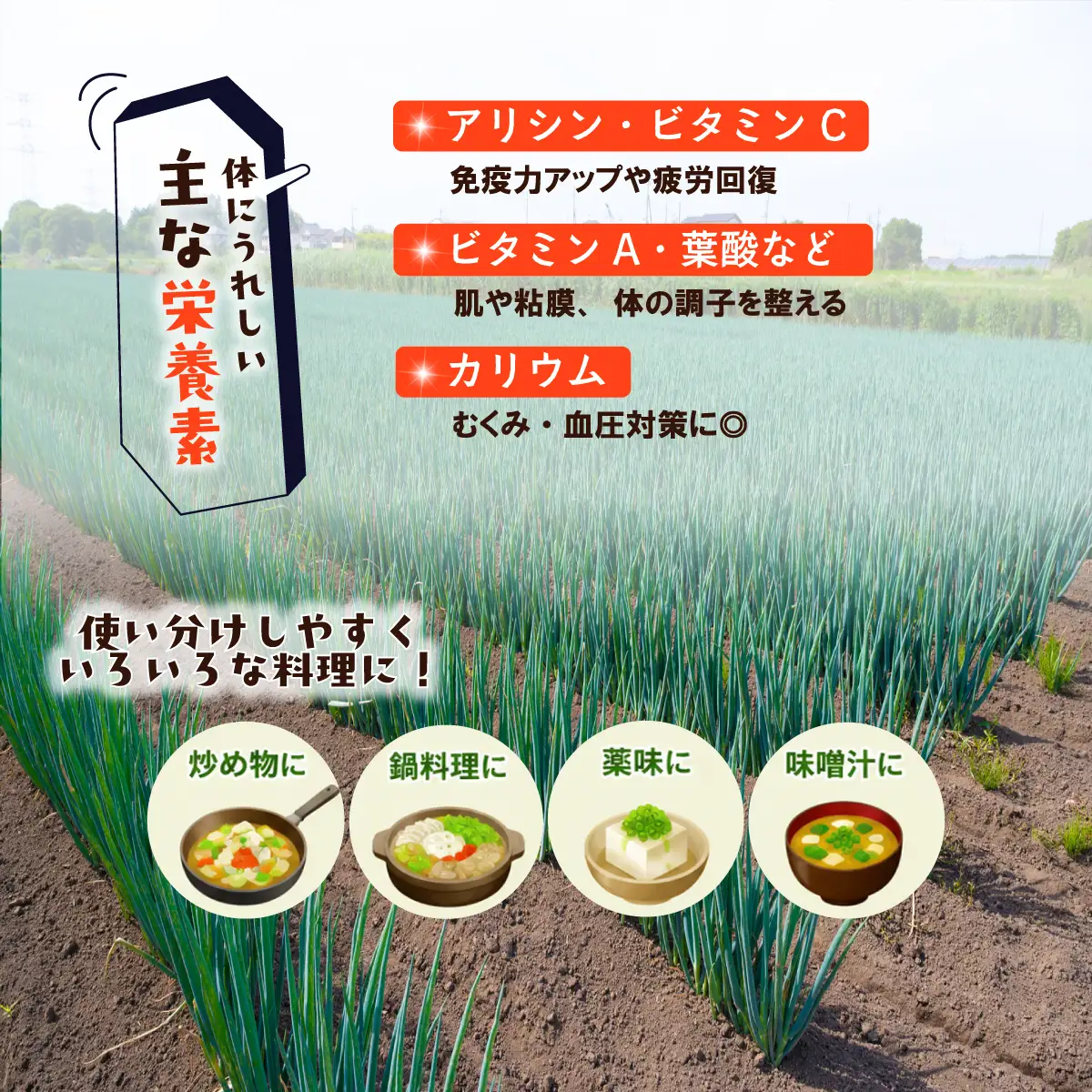 長ねぎ 約10kg 長ネギ 白ねぎ 白ネギ