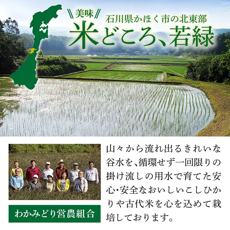 【令和7年産】 にこまる 10kg  |  にこまる 白米 精米