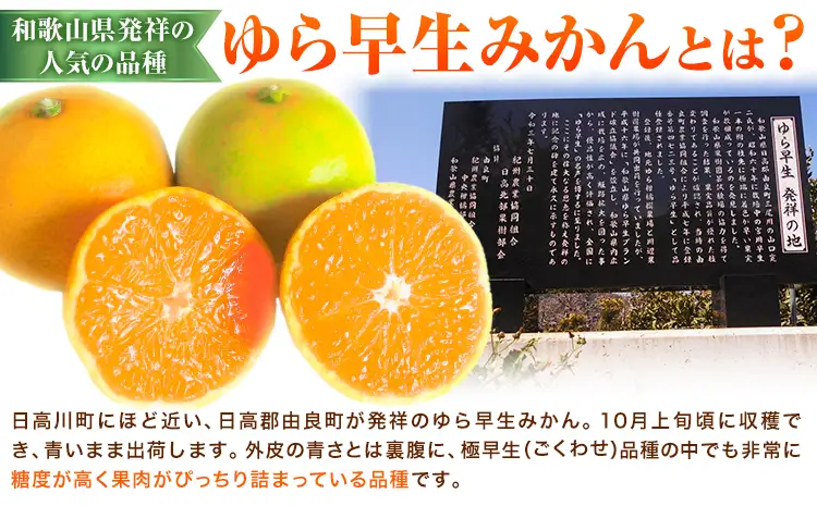訳あり ゆら早生みかん 5kg 圦本農園 