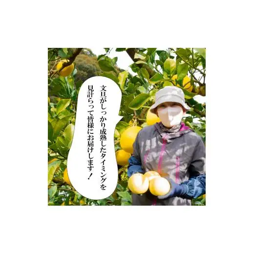 贈答用 土佐 文旦 10kg 【 202７年１月下旬より発送 】 