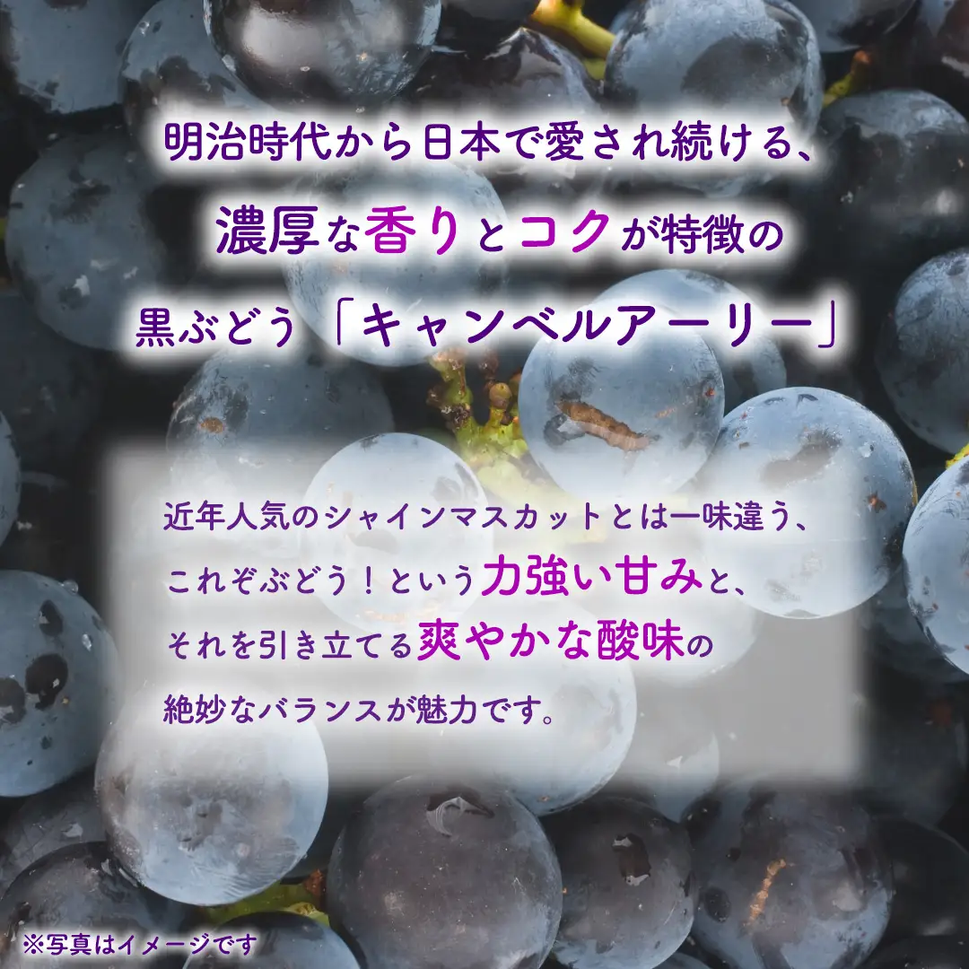 ぶどう キャンベルアーリー 1kg (3～4房)【紫波町佐比内産】 (BC008)
