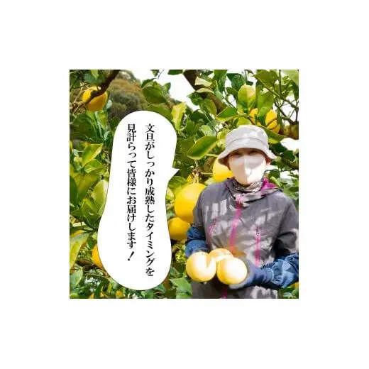 訳あり 土佐文旦 【 5kg 】 2027年1月下旬より発送 高知県産  文旦  産地直送  季節限定 
